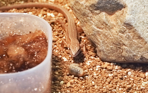 コガネムシの幼虫を見るカナヘビ