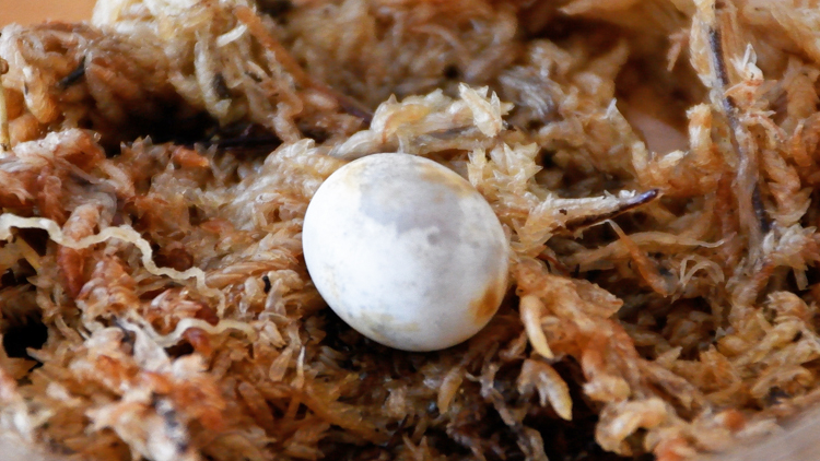 孵化直前のカナヘビの卵